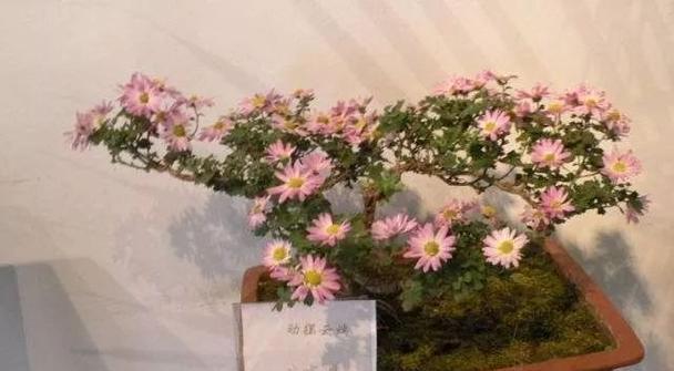 立体菊花盆栽的养护秘籍（打造盛开的立体菊花，从养护开始）-第2张图片-绿意生活