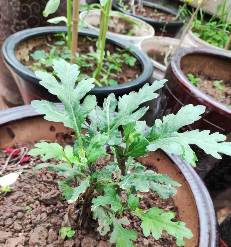 立体菊花盆栽的养护秘籍（打造盛开的立体菊花，从养护开始）-第1张图片-绿意生活