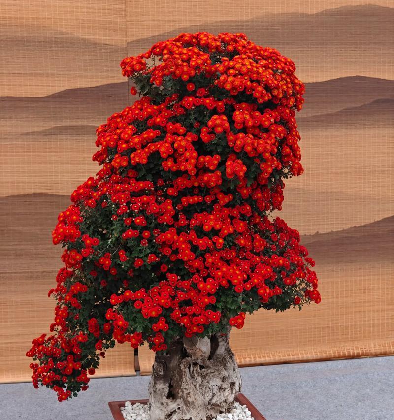 立体菊花盆栽的养护秘籍（打造盛开的立体菊花，从养护开始）-第3张图片-绿意生活