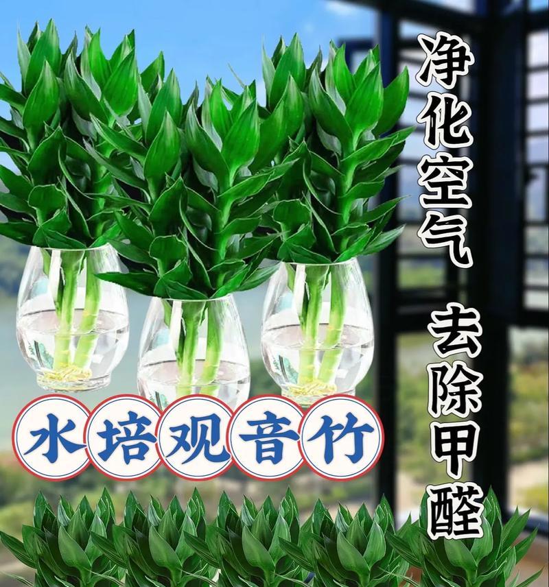 观音竹的适宜放置环境及注意事项（从卧室到客厅，这些地方适合养观音竹！）-第3张图片-绿意生活