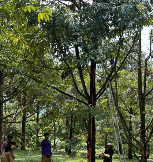 广西可种榴莲树，丰收美味无比（探究广西榴莲树种植现状及栽培技巧）-第2张图片-绿意生活