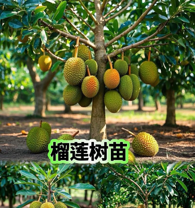 广西可种榴莲树，丰收美味无比（探究广西榴莲树种植现状及栽培技巧）-第3张图片-绿意生活