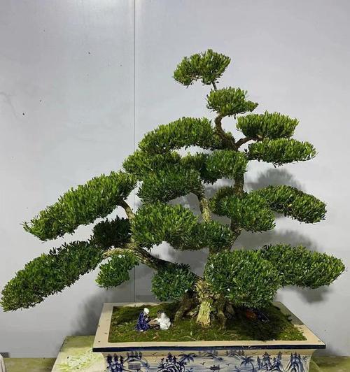 以黄杨盆景繁殖的方法及技巧（掌握黄杨盆景的繁殖关键，打造美丽而健康的盆景）-第3张图片-绿意生活