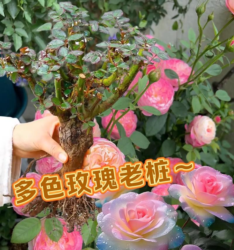 夏季盆栽玫瑰花养护指南（如何正确护理你的盆栽玫瑰花，让它在夏天绽放美丽）-第1张图片-绿意生活