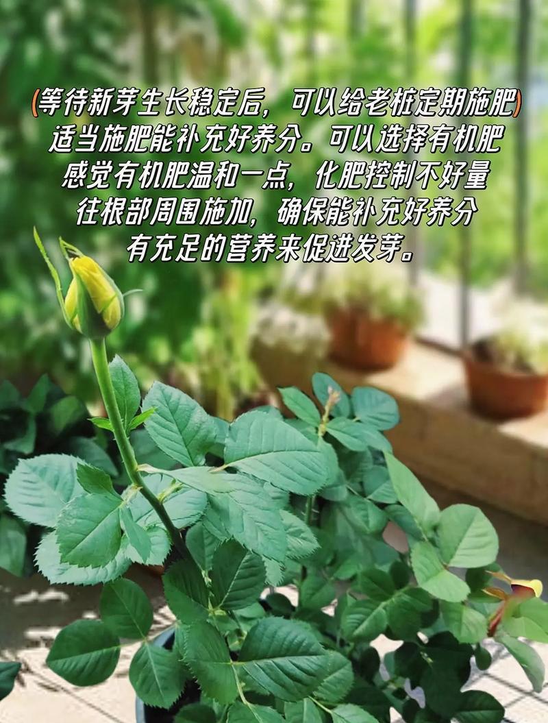 夏季盆栽玫瑰花养护指南（如何正确护理你的盆栽玫瑰花，让它在夏天绽放美丽）-第2张图片-绿意生活
