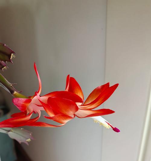 蟹爪莲如何修剪才能开得更多（学会正确修剪，让蟹爪莲花开满枝头）-第2张图片-绿意生活