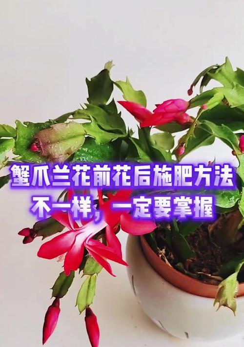 蟹爪莲如何修剪才能开得更多（学会正确修剪，让蟹爪莲花开满枝头）-第1张图片-绿意生活