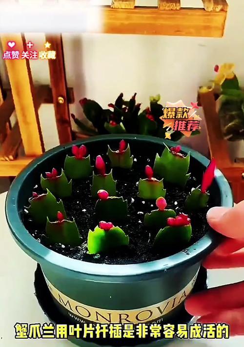 蟹爪莲如何修剪才能开得更多（学会正确修剪，让蟹爪莲花开满枝头）-第3张图片-绿意生活