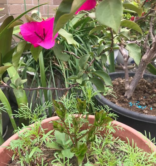 科学浇水，让芍药盛开绽放（如何正确浇水，让芍药茁壮成长）-第3张图片-绿意生活