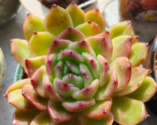 可以用桔子皮水来浇多肉吗？（探究桔子皮水对多肉生长的影响）-第2张图片-绿意生活