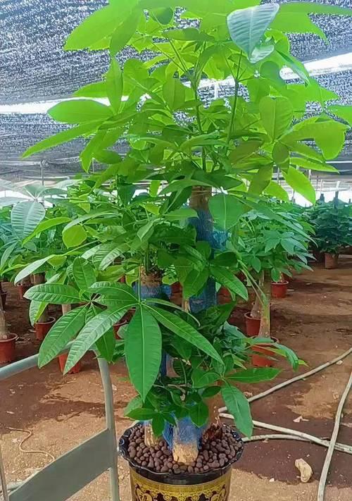 发财树盆栽修枝技巧（打造健康美观的发财树盆栽）-第1张图片-绿意生活
