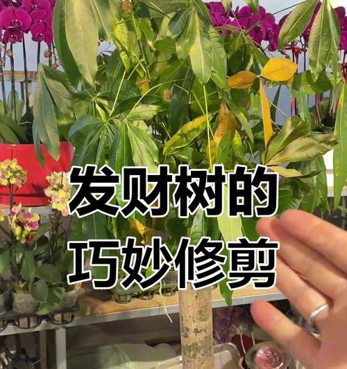 发财树盆栽修枝技巧（打造健康美观的发财树盆栽）-第2张图片-绿意生活