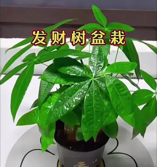 发财树盆栽修枝技巧（打造健康美观的发财树盆栽）-第3张图片-绿意生活