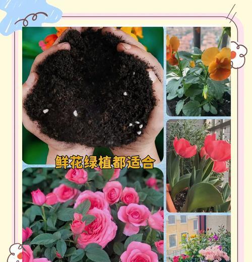 养花的关键（打造健康花园的必备指南）-第3张图片-绿意生活
