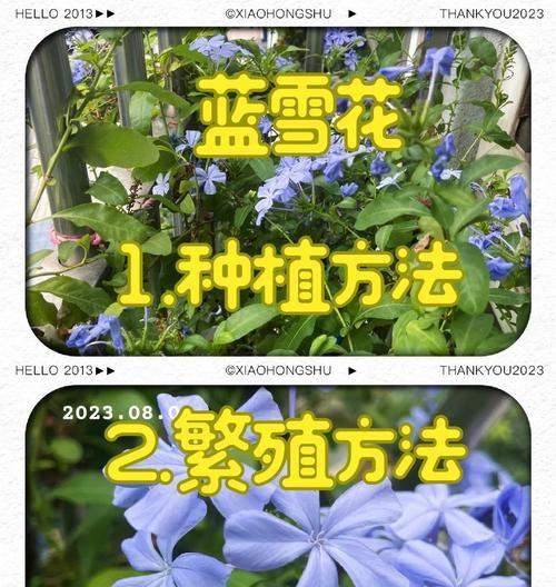 冬季养蓝雪花的技巧与注意事项（室内养殖蓝雪花，温暖冬日的别样景观）-第1张图片-绿意生活