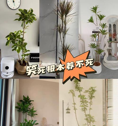如何摆放鹅掌柴才能养好？（掌握这些技巧，让你的鹅掌柴更健康更美丽）-第3张图片-绿意生活