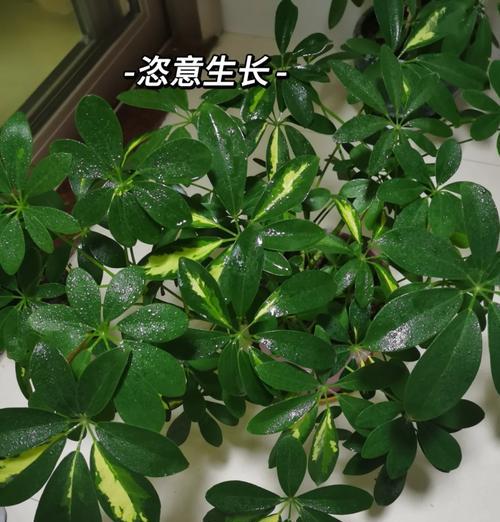 如何摆放鹅掌柴才能养好？（掌握这些技巧，让你的鹅掌柴更健康更美丽）-第2张图片-绿意生活