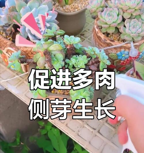 多肉植物的侧芽培育之道（培养多肉植物的侧芽，关键在于注意光照与温湿度的调节）-第1张图片-绿意生活