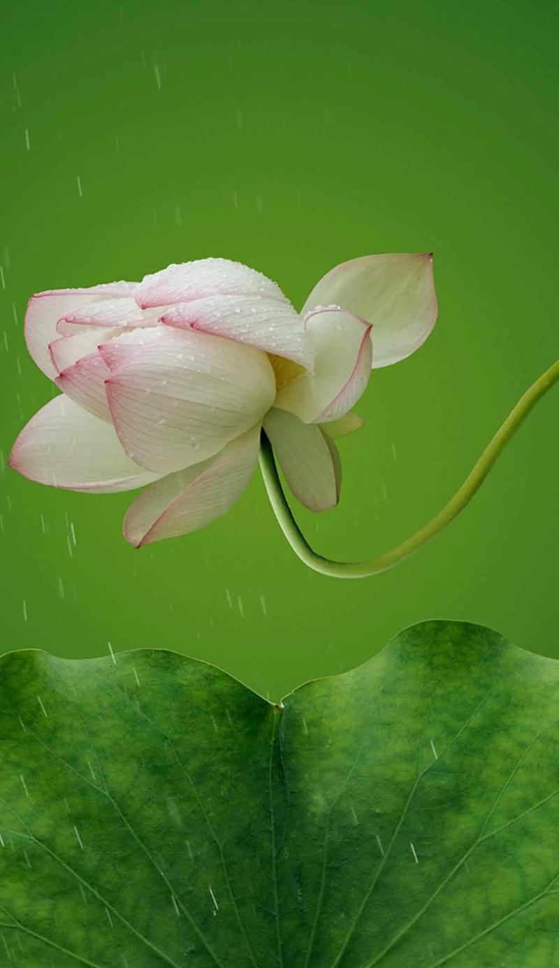 莲花盛开的季节（探秘莲花开放的时刻）-第1张图片-绿意生活