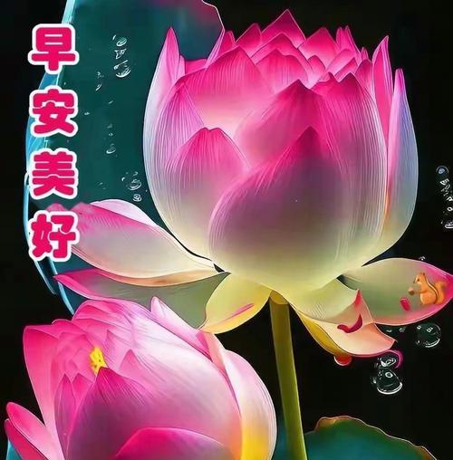 莲花盛开的季节（探秘莲花开放的时刻）-第3张图片-绿意生活