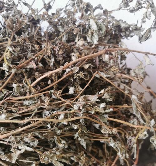 飞扬草的功效与作用（探究飞扬草的神奇营养价值和多种用途）-第2张图片-绿意生活