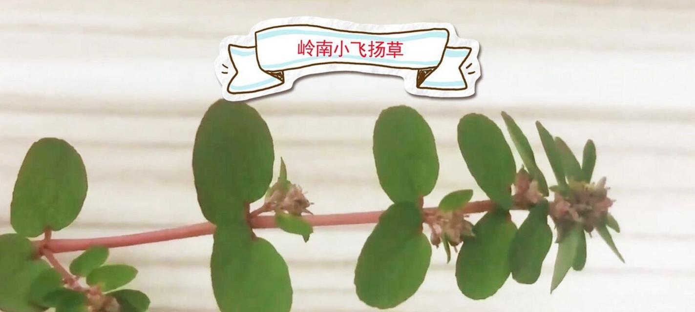 飞扬草的功效与作用（探究飞扬草的神奇营养价值和多种用途）-第3张图片-绿意生活