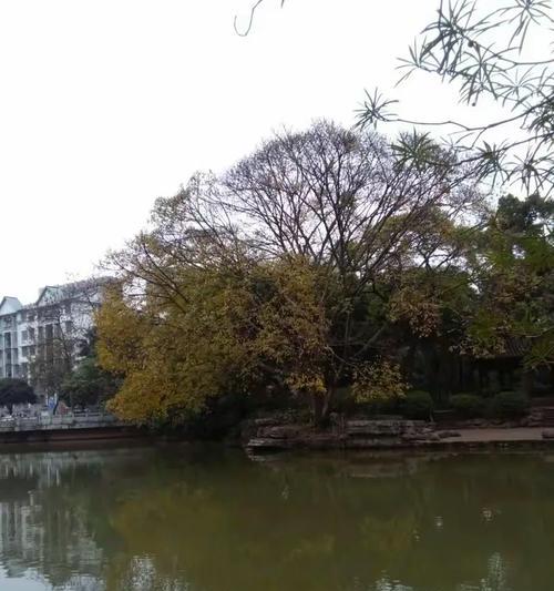 大叶榕叶片发黑的原因与治理措施（探寻大叶榕叶片发黑的根源与有效处理方法）-第2张图片-绿意生活