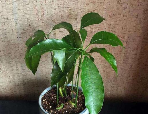 解决阳台种植的光照条件困扰（如何提供适宜的阳台光照以促进植物生长）-第1张图片-绿意生活