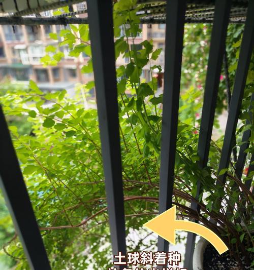 解决阳台种植的光照条件困扰（如何提供适宜的阳台光照以促进植物生长）-第3张图片-绿意生活