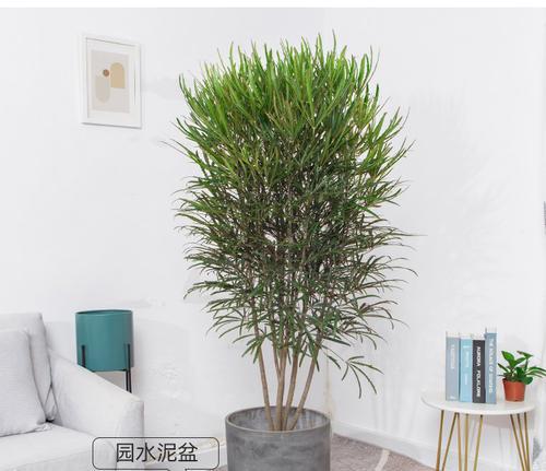 孔雀木的养护指南（如何让孔雀木长得更健壮）-第3张图片-绿意生活