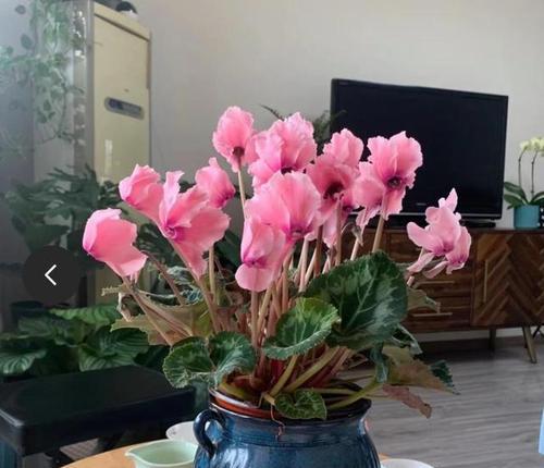 以花吸甲醛，拥抱清新空气的美妙（花儿吸走室内甲醛，打造健康环境）-第2张图片-绿意生活