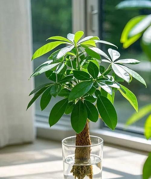 以发财树自动脱盆的方法（让您的发财树自由呼吸，焕发生机）-第1张图片-绿意生活