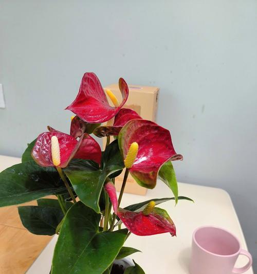以粉掌怎么养开花多（打造多花盛景的秘籍，提升室内花卉观赏价值）-第3张图片-绿意生活