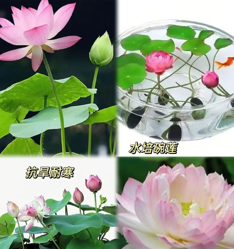 冬季养护碗莲的秘诀（让碗莲在寒冷的冬季绽放更美丽的花朵）-第1张图片-绿意生活