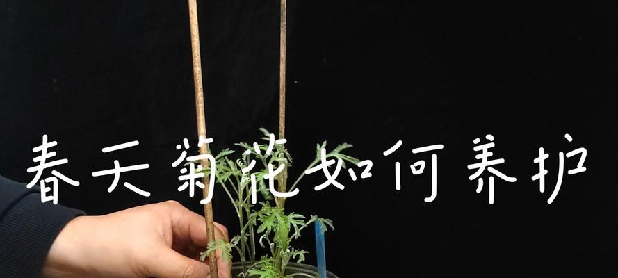 菊花养殖技巧大揭秘！（打造美丽花坛，菊花养殖不可忽略的关键技巧）-第1张图片-绿意生活