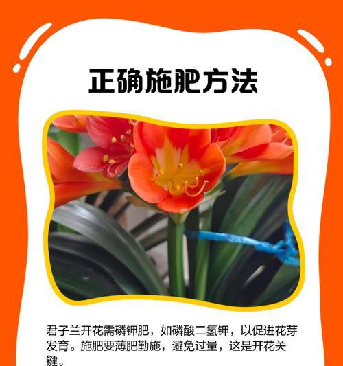 君子兰花的受粉过程及重要性（探究君子兰花的受粉方式和繁殖机制）-第1张图片-绿意生活