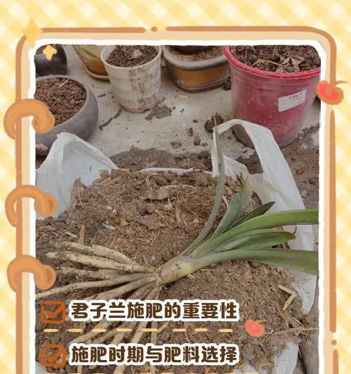 君子兰花的受粉过程及重要性（探究君子兰花的受粉方式和繁殖机制）-第2张图片-绿意生活