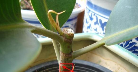 侧枝长得快的方法（植物学家的小妙招让侧枝茁壮成长）-第3张图片-绿意生活