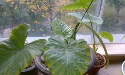 黄肥湿度过高的原因和解决方法（湿度管理是提高黄肥效果的关键）-第1张图片-绿意生活