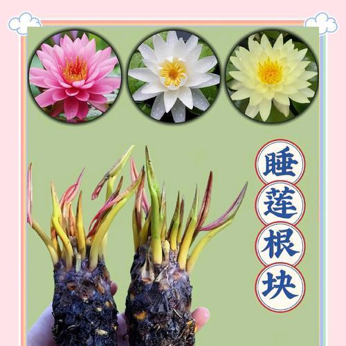 以睡莲来年怎么翻盆？（打造美丽花园的关键步骤及注意事项）-第1张图片-绿意生活