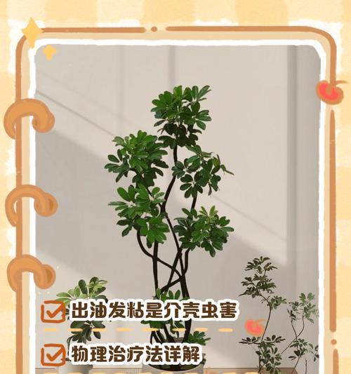 如何治疗鹅掌木叶子的干枯问题（有效方法帮助鹅掌木叶子重焕生机）-第3张图片-绿意生活