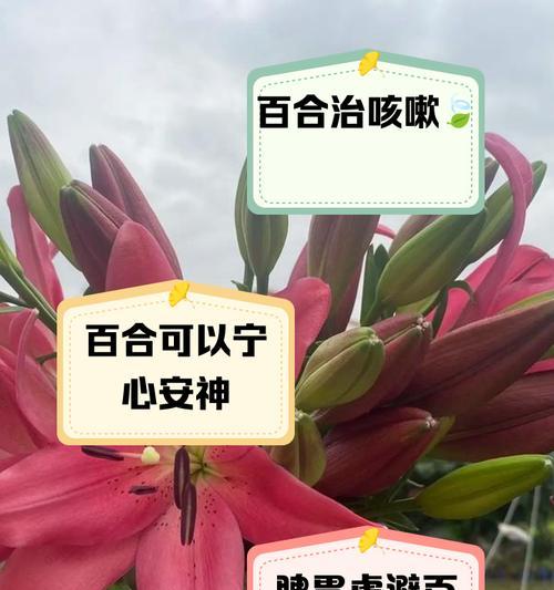 百合花的养殖方法与注意事项（如何种植百合花，养护百合花需要注意什么？）-第1张图片-绿意生活
