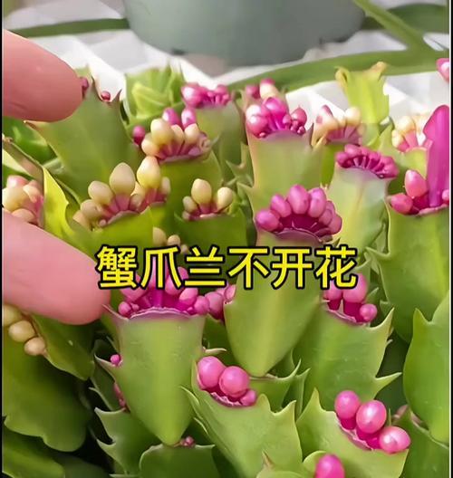 蟹爪兰花苞未开怎么办？解决方法汇总（保护蟹爪兰花苞，促进开花的技巧与建议）-第2张图片-绿意生活