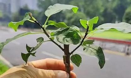 盆栽幼苗的成活判断方法（如何准确判断盆栽幼苗是否存活）-第3张图片-绿意生活