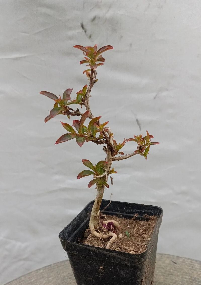 打造精美盆景的秘密——紫薇花的制作技巧（学会运用紫薇花为盆景增添独特魅力）-第2张图片-绿意生活