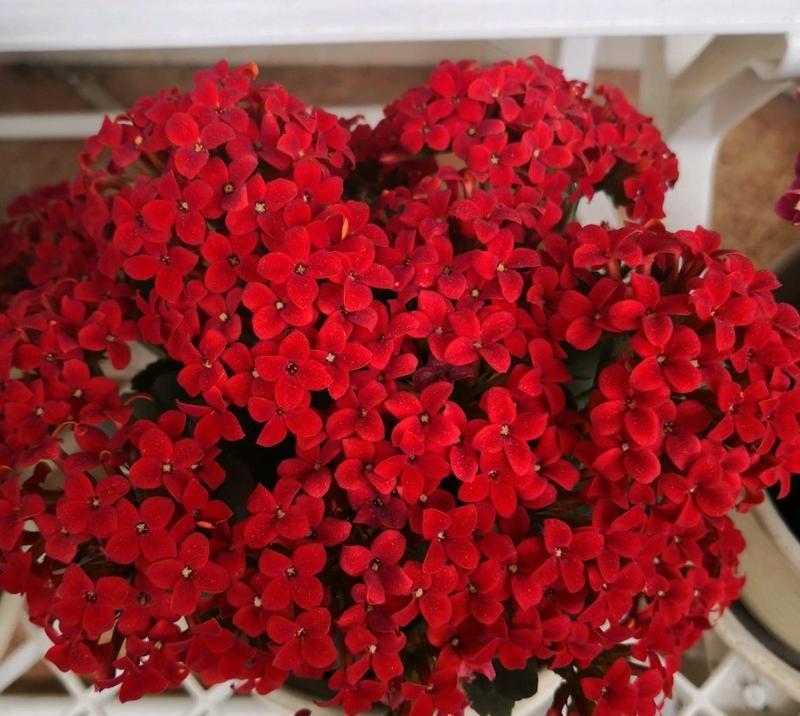 红唇花叶黄的原因及养护方法（红唇花叶黄是怎么回事？如何有效地解决？）-第1张图片-绿意生活