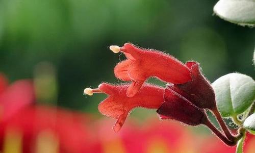 红唇花叶黄的原因及养护方法（红唇花叶黄是怎么回事？如何有效地解决？）-第2张图片-绿意生活