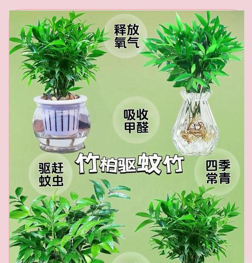 四季长青天门冬武竹的养殖技巧与注意事项（了解如何正确养护四季长青天门冬武竹，让其四季常青）-第2张图片-绿意生活