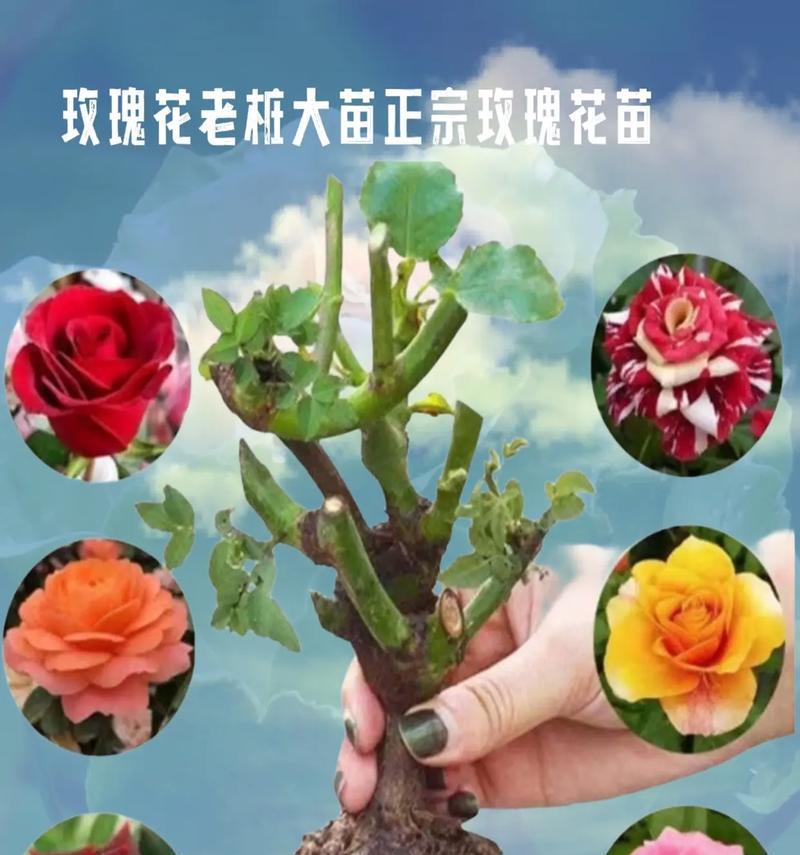 迷你盆栽小玫瑰花的养护指南（打造迷你盆栽小玫瑰花的繁花盛景）-第2张图片-绿意生活