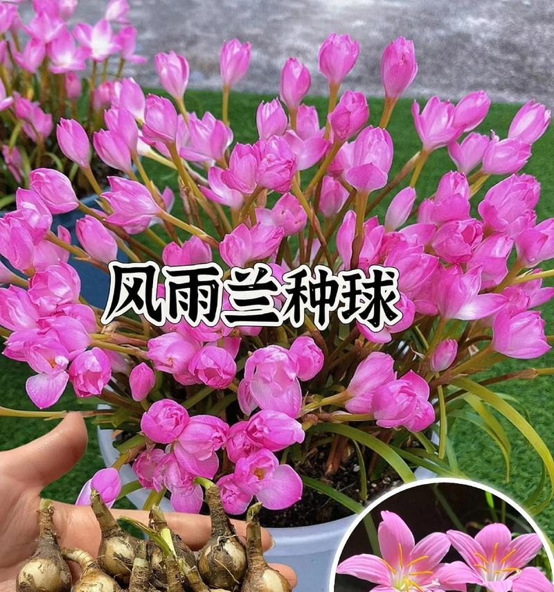 从花苗到绚丽花朵（探秘种植花卉的关键步骤与要点，打造美丽花园）-第3张图片-绿意生活